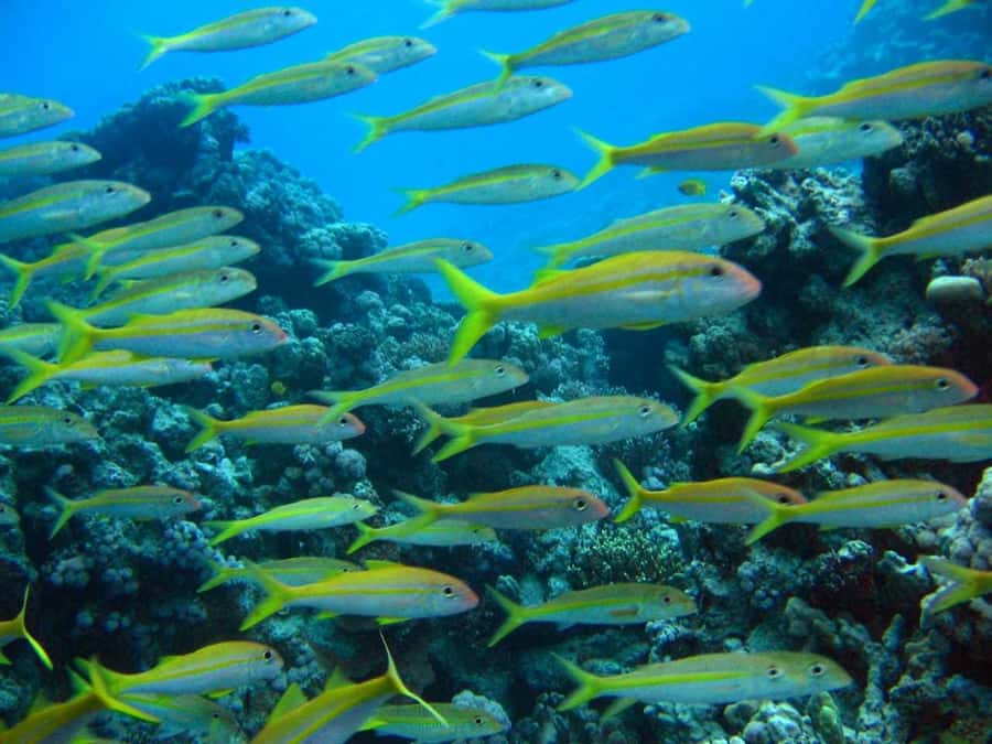 Hurghada: Full-Day Scuba Diving Tour with 2 Sites and Lunch - A boat day with a useful break for lunch