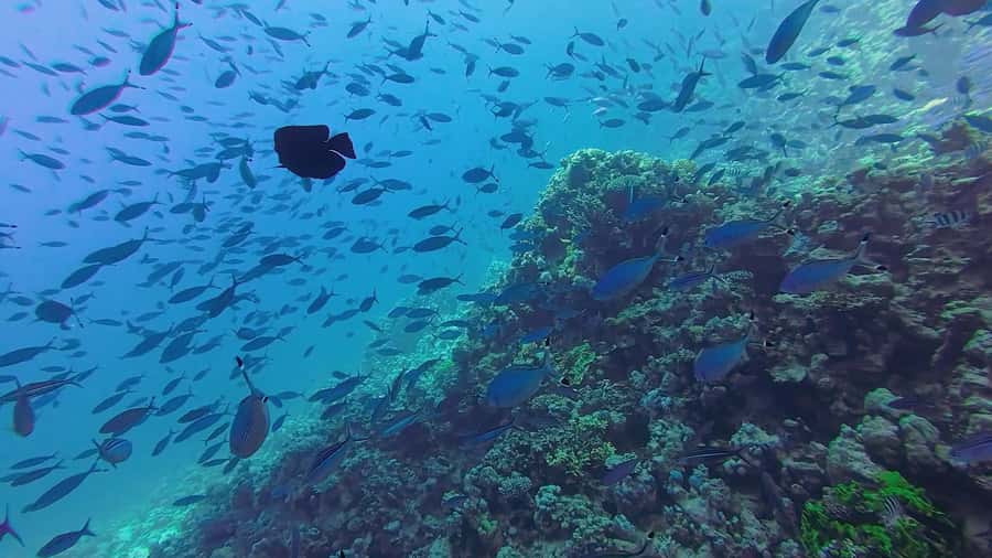 Hurghada: Full-Day Scuba Diving Tour with 2 Sites and Lunch - Equipment, safety, and the human factor