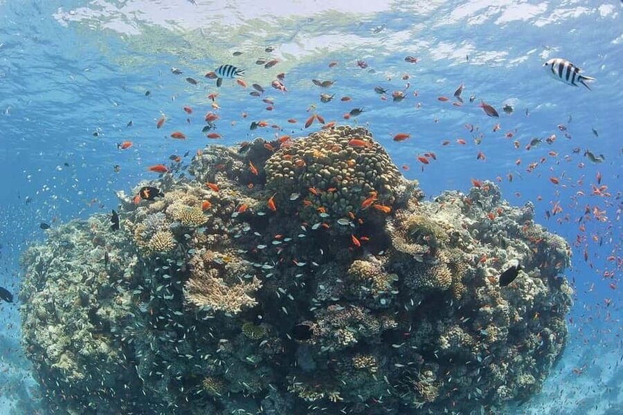 Hurghada: Full-Day Snorkeling Tour in Sharm El Naga w/Lunch - Lunch beside the bay
