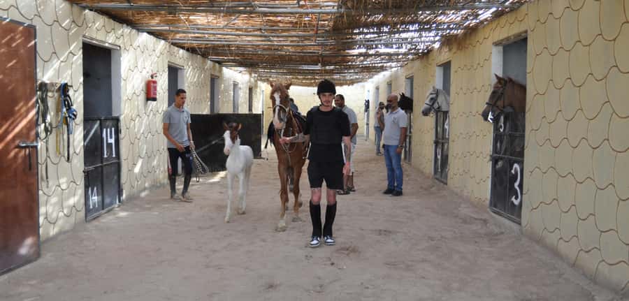 Hurghada: Horse Ride, BBQ Dinner, and Stargazing - Should you book the horse ride and stargazing evening?