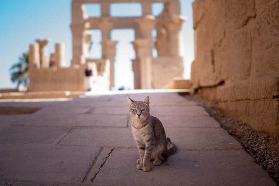 Hurghada: Luxor, Karnak Temple & Valley of the Kings - Why this Luxor day trip is worth the long road