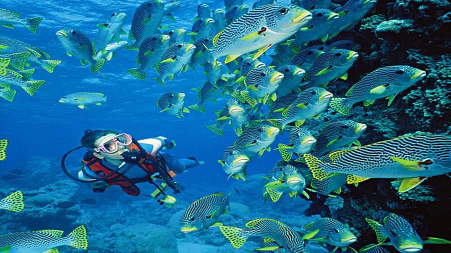 Hurghada:Luxury Diving & Snorkeling inc/Island/Lunch/Massage - Orange Bay, 75 minutes on the beach