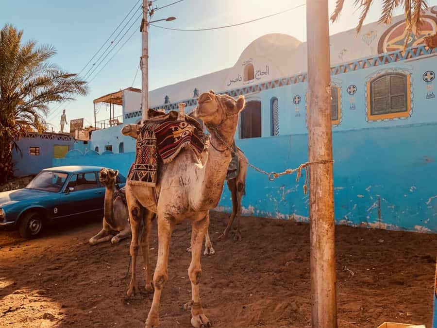 Hurghada: Morning Quad Bike Tour, Camel Ride and Transfer - Hurghada’s desert, with the throttle kept sensible