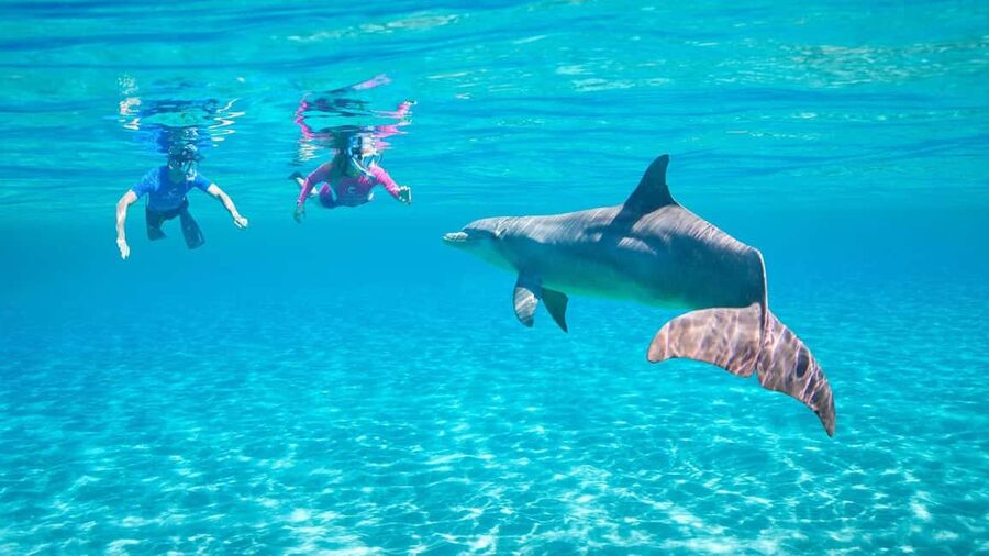 Hurghada or Makadi: Discover the Magic of Dolphin House - Key points at a glance