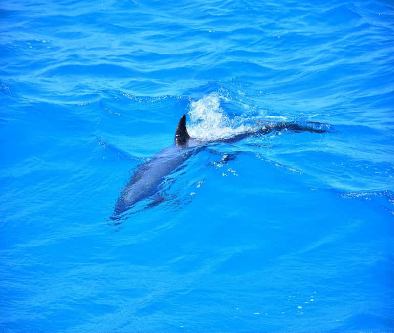 Hurghada or Makadi: Discover the Magic of Dolphin House - What $27 really covers