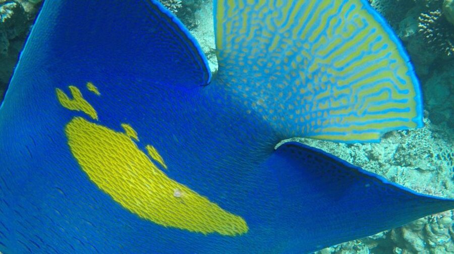 Hurghada: Orange Bay & Giftun Island, Snorkeling With Lunch - Who should book this Red Sea outing