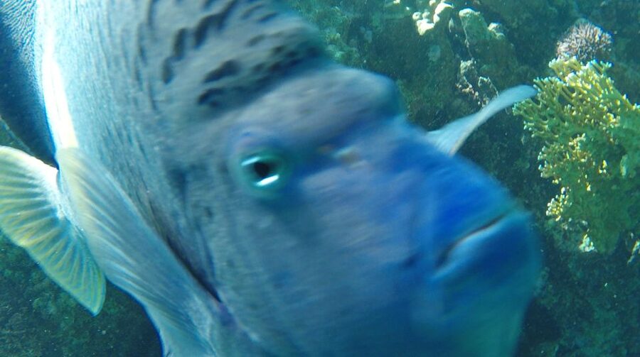 Hurghada: Orange Bay & Giftun Island, Snorkeling With Lunch - What the ride out to Orange Bay is like