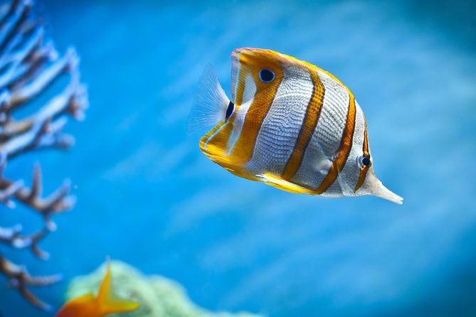 Hurghada: Orange Bay, Snorkeling, Watersports, Lunch & Drinks - What the $17.50 price really buys
