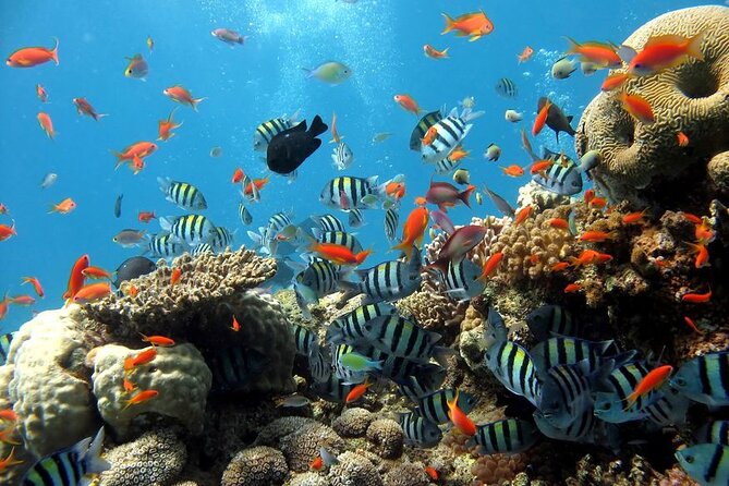 Hurghada Paradise Conquest Semi Submarine Snorkeling Trip - Coral, fish, and the 40-minute snorkeling stop