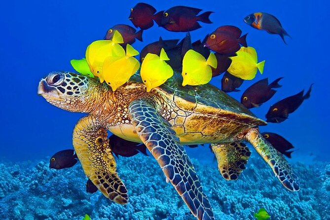 Hurghada Paradise Conquest Semi Submarine Snorkeling Trip - Crowding, service, and the small details that matter