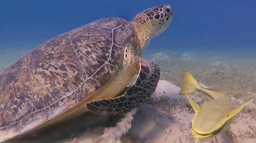 Hurghada: Premium Island Cruise with Lunch and snorkeling - Orange Bay and Giftun Island, about 45 minutes
