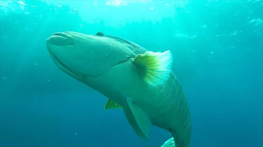 Hurghada: Premium Island Cruise with Lunch and snorkeling - Lunch aboard the yacht