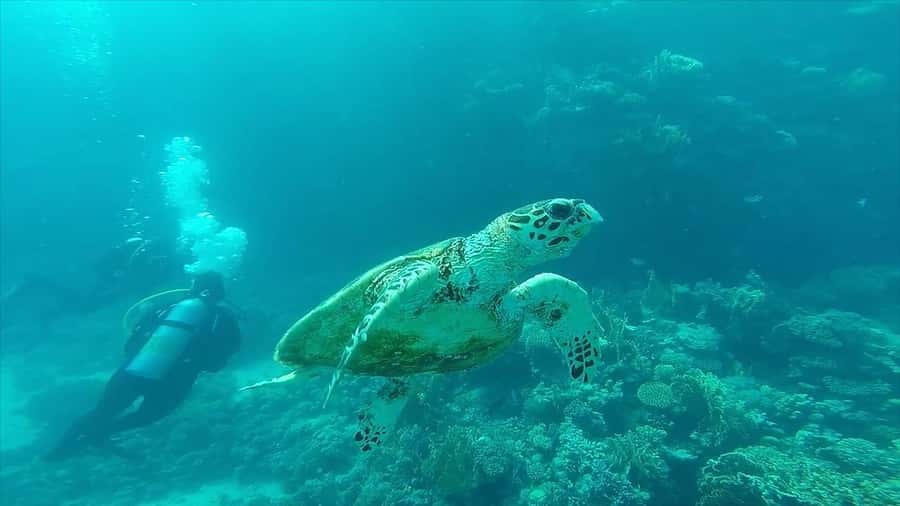 Hurghada: Premium Island Cruise with Lunch and snorkeling - The transfer: useful, but allow extra time
