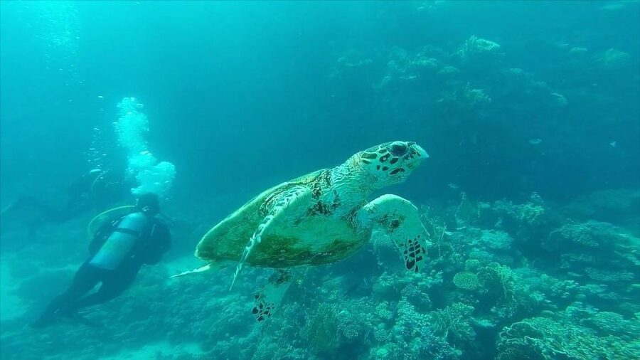 Hurghada: Premium Island Cruise with Lunch and snorkeling - Is $31 good value for this Red Sea cruise?