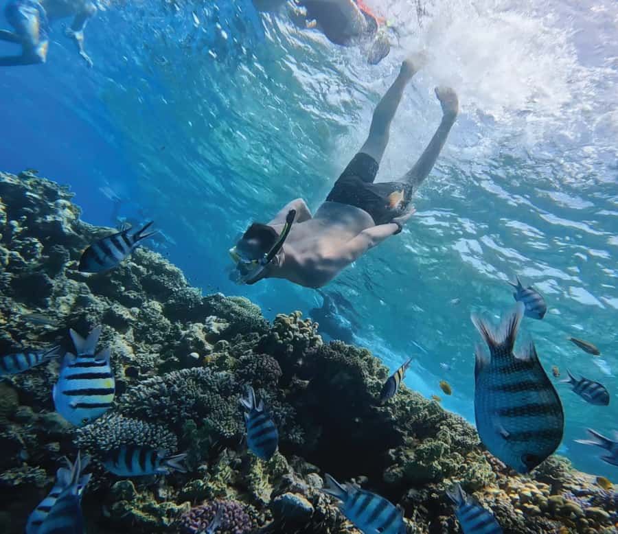 Hurghada: Premium Orange Island Cruise with Lunch & Transfer - Key points at a glance