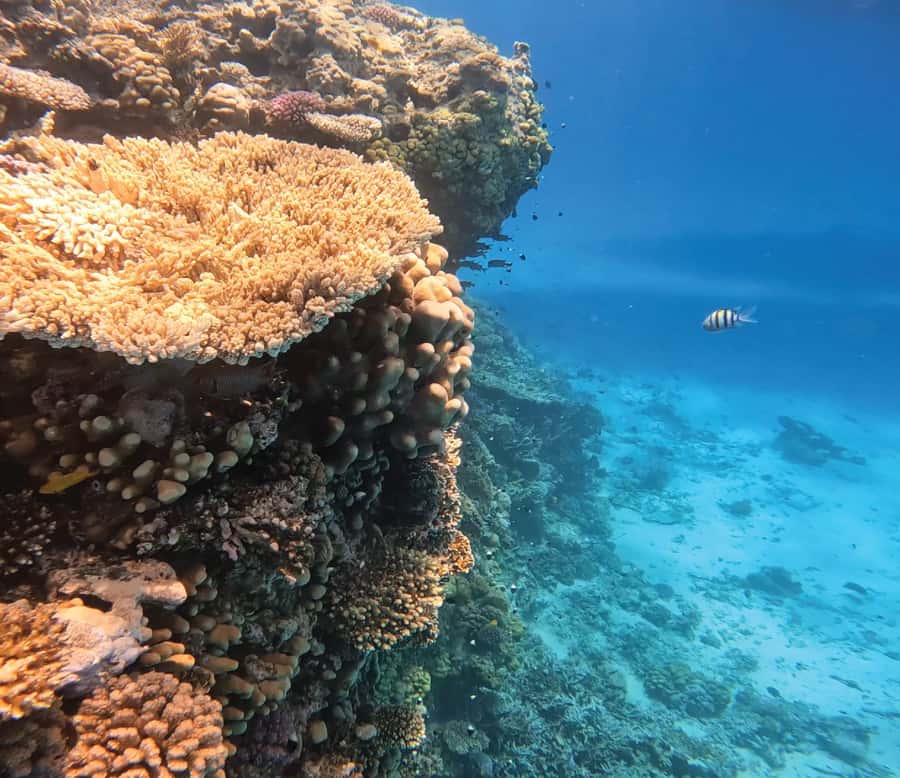 Hurghada: Premium Orange Island Cruise with Lunch & Transfer - Orange Bay gives you the postcard moment