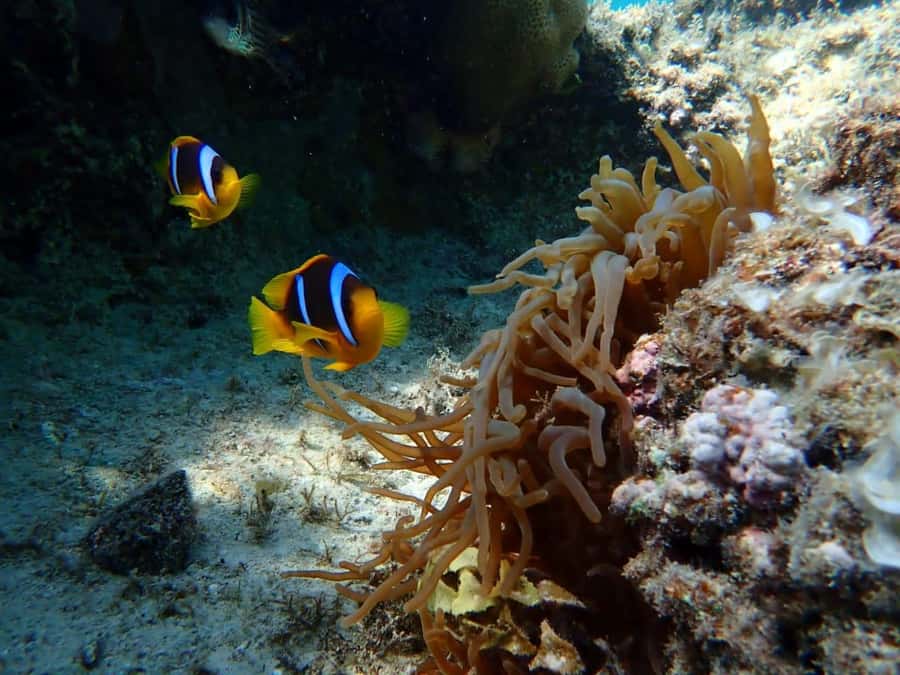 Hurghada: Private Speedboat to Magawish Island - Snorkeling in clear Red Sea water