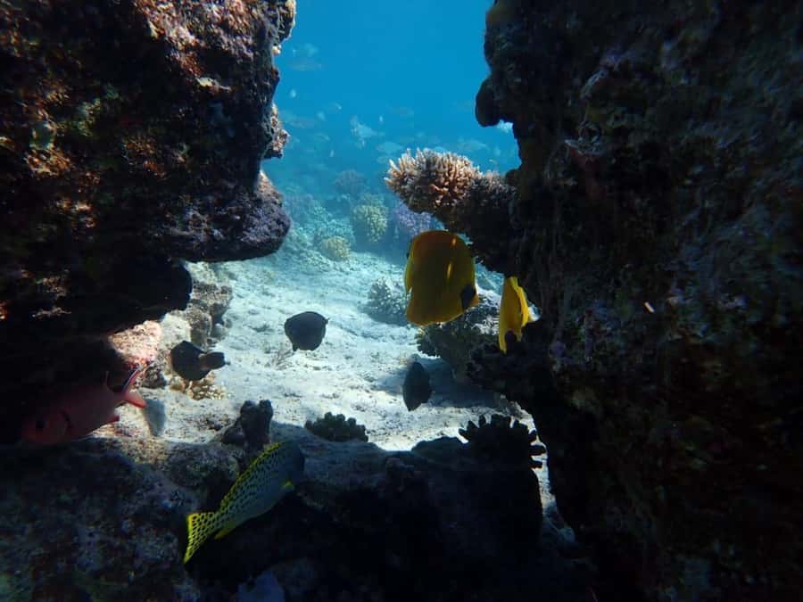Hurghada: Private Speedboat to Magawish Island - What the $88 price gives you