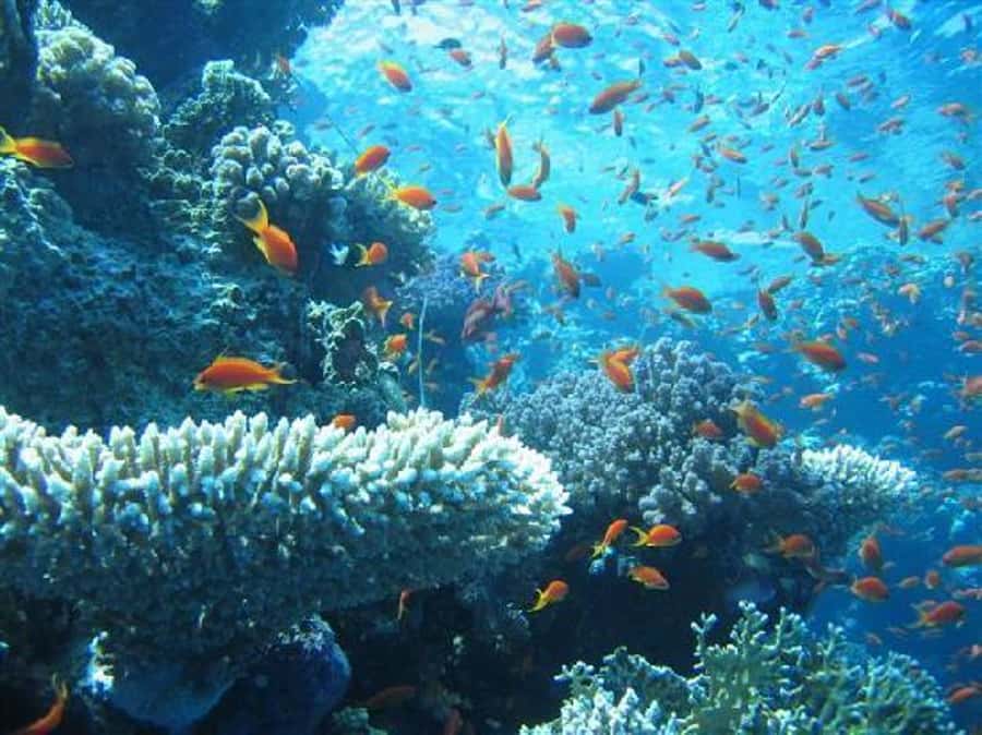 Hurghada, Professionals Diving in Open Water Tour with Lunch - Snorkeling for a quieter hour