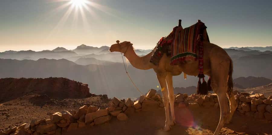 Hurghada: Quad Bike, Sea, Camel, Safari, Stargazing & Dinner - The camel ride is short but photogenic
