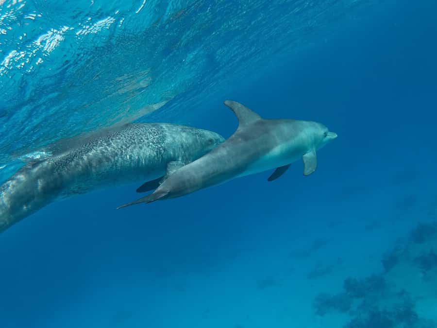Hurghada: Royal Luxury VIP Cruise to Orange Bay with Lunch - Buffet lunch with familiar Egyptian flavors