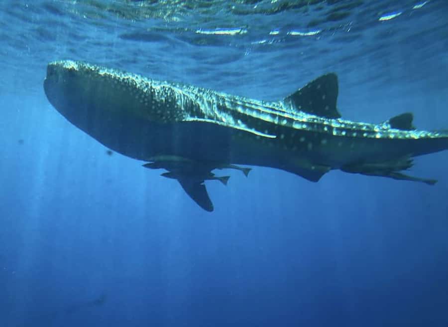 Hurghada: Royal Seascope Submarine Cruise with Snorkel Stop - Should you book the Royal Seascope?