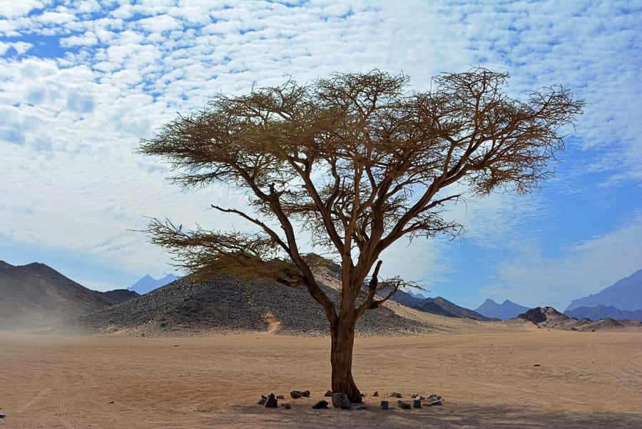 Hurghada: Safari Jeep & Camel Ride with BBQ Dinner & Show - Final decision: should you book it?