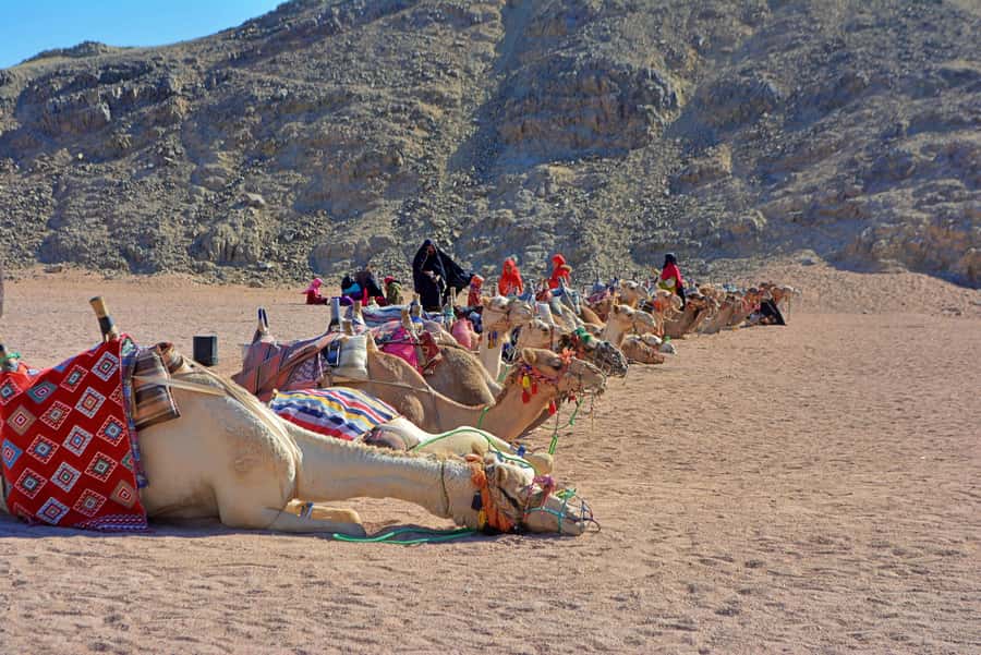 Hurghada: Safari Jeep & Camel Ride with BBQ Dinner & Show - Who will enjoy this desert outing