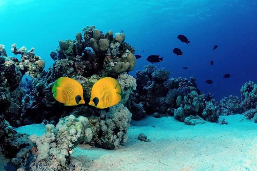 Hurghada: Scuba Diving cruise with lunch & pickup - What the instructors add to the experience