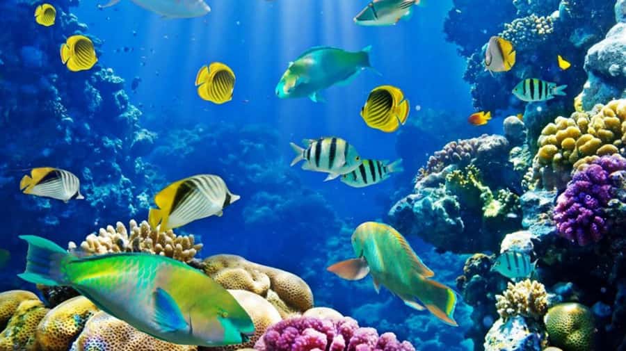 Hurghada: Scuba Diving cruise with lunch & pickup - Abu Ramada, Small Giftun Island, and the reef stops