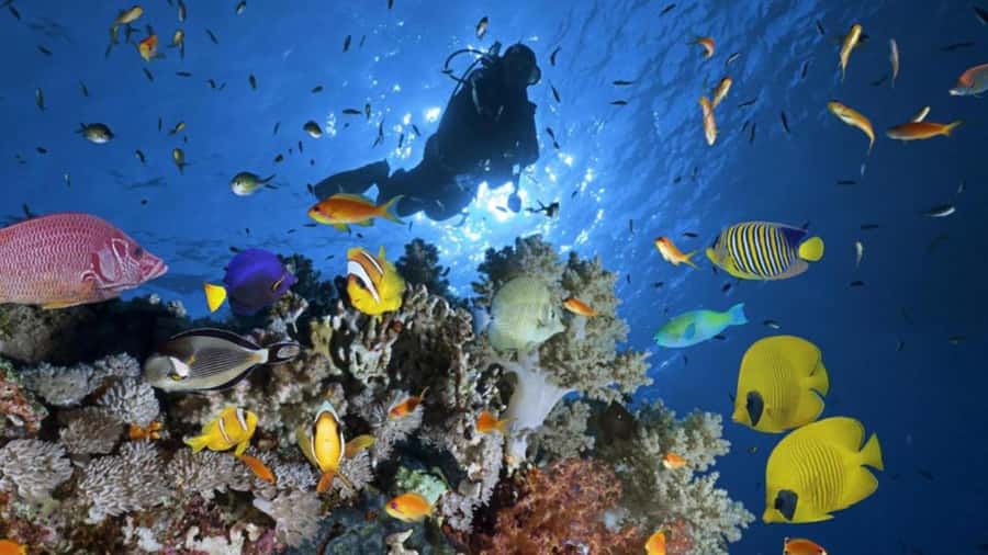 Hurghada: Scuba Diving cruise with lunch & pickup - A shared boat, not a private reef safari