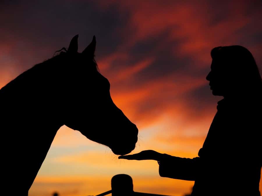 Hurghada: Sea & Desert Horse Tour, Stargazing, Dinner & Show - Two hours across sand, plain, and shoreline