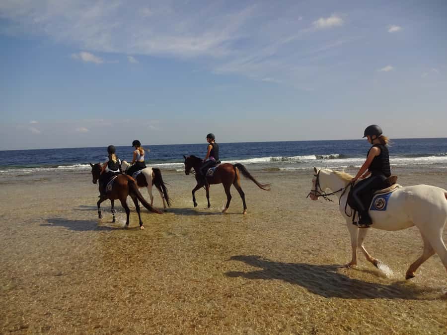 Hurghada: Sea & Desert Horse Tour, Stargazing, Dinner & Show - Sunset dinner, entertainment, and stargazing