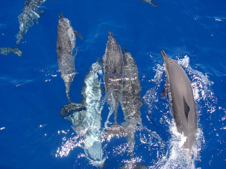 Hurghada: Snorkeling 6 x 1 to Orange Bay w Diving & Massage - Orange Bay before the crowds arrive