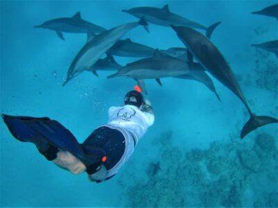 Speedboat Dolphin Watching & Snorkeling with Lunch
