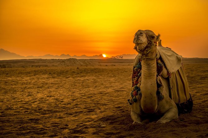Hurghada: Star Watching Desert Adventure by Jeep with Dinner - Key points to know before you book