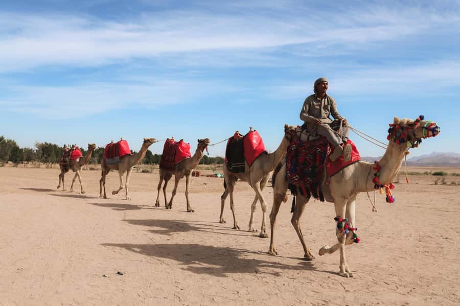 Hurghada: Sunset Camel Ride with Dinner - Key points to know before booking