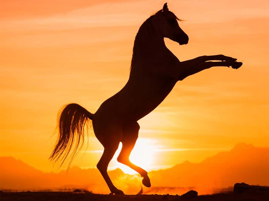 Hurghada: Sunset Sea, Desert Horse W Opt, Dinner, Stargazing - Key points to know before booking