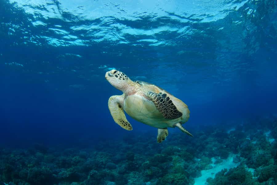 Hurghada: Turtle Bay Speedboat Tour with Snorkeling - The speedboat ride to Turtle Bay