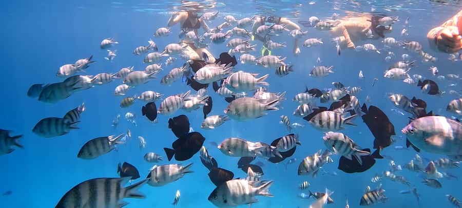 Hurghada: White Island Speedboat Tour, Snorkeling, & Lunch - The optional five-minute flight