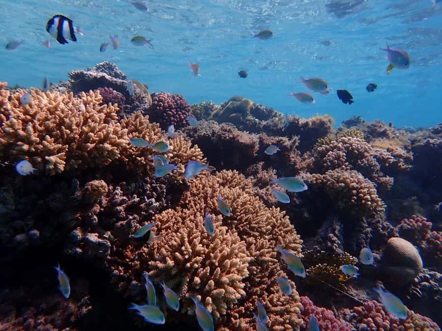 Hurghada: Yacht trip To Magawish island w Snorkeling & Lunch - Lunch between the water and the island