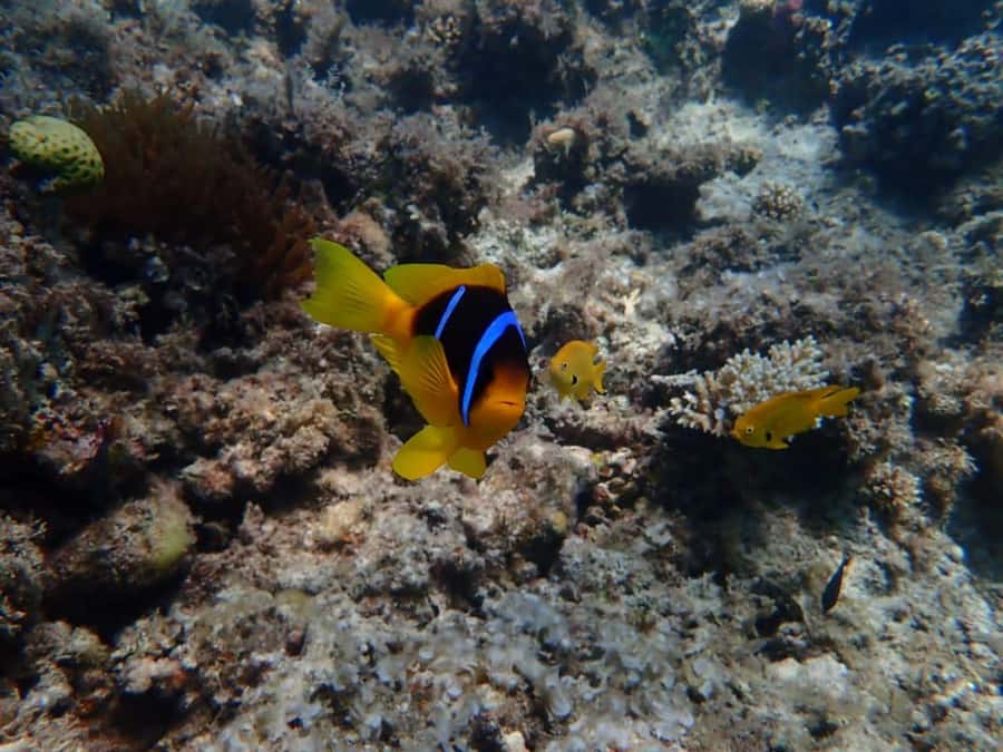 Hurghada: Yacht trip To Magawish island w Snorkeling & Lunch - Who will get the most from this trip