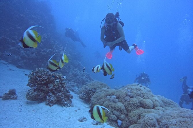 Intro Diving Beginner and Discover Red Sea Underwater - What the $40 Hurghada outing really offers