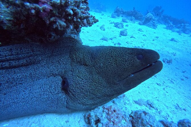 Intro Diving Beginner and Discover Red Sea Underwater - Group size, pickup, and extra fees