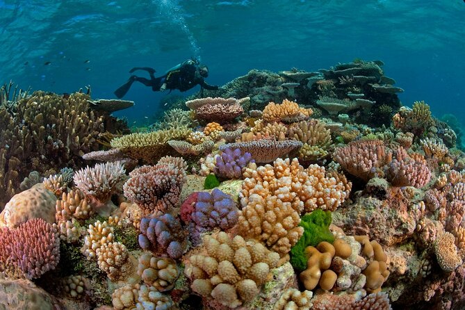 Intro Diving for Beginners 2 Stops Diving with Lunch - Hurghada - A second reef stop and possible dolphins