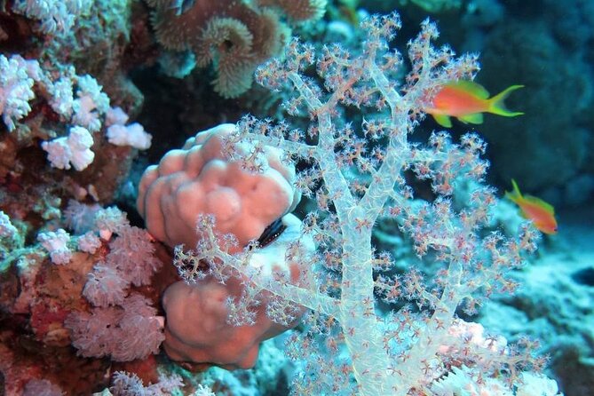 Introduction: Diving from the Reef in Sharm El Sheikh - The flight restriction you should take seriously