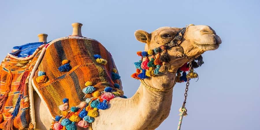 Luxor: Scenic Camel or Horse Ride - Key points to know before you book