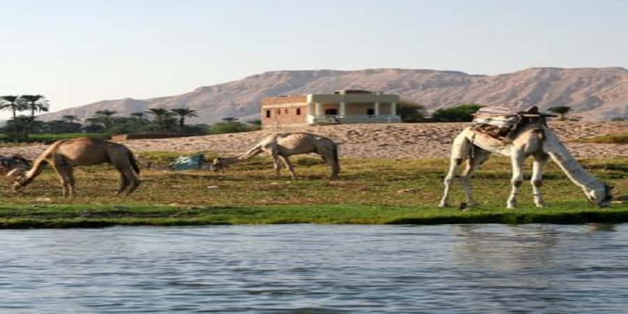 Luxor: Scenic Camel or Horse Ride - A quieter side of Luxor beyond the temples