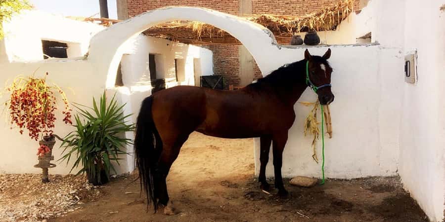 Luxor: Scenic Camel or Horse Ride - Who will enjoy this most?