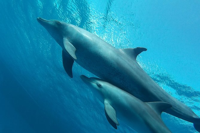 Luxury Cruise inc. Snorkeling/Massage/Island/water sport & Lunch - A busy Red Sea day for $54